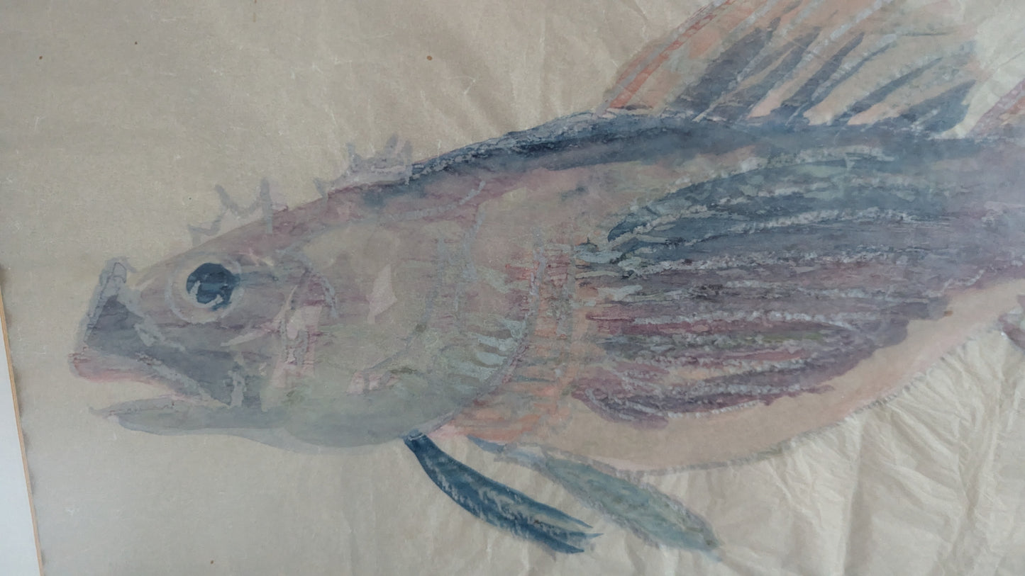 Signeeraamaton Kala Aiheinen Akvarellimaalaus