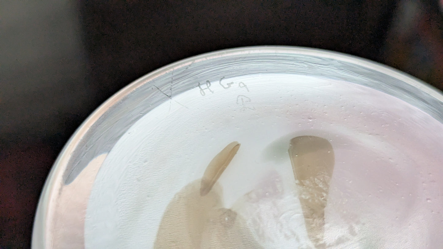 Holmegaard Najada Malja (1976-1987, Signeerattu, Per Lutken)