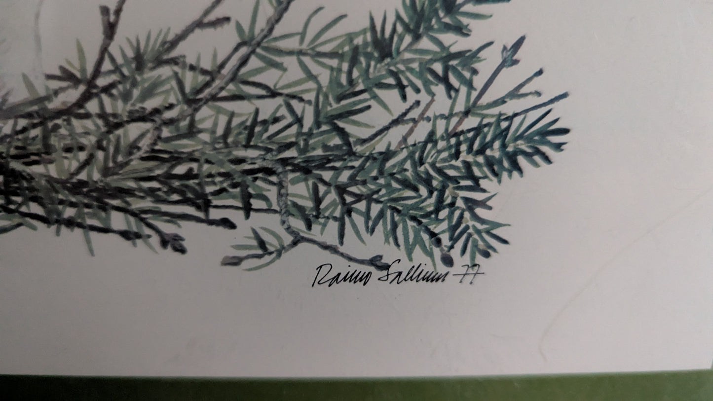 Raimo Sallinen - Pyy Taulu (1977)