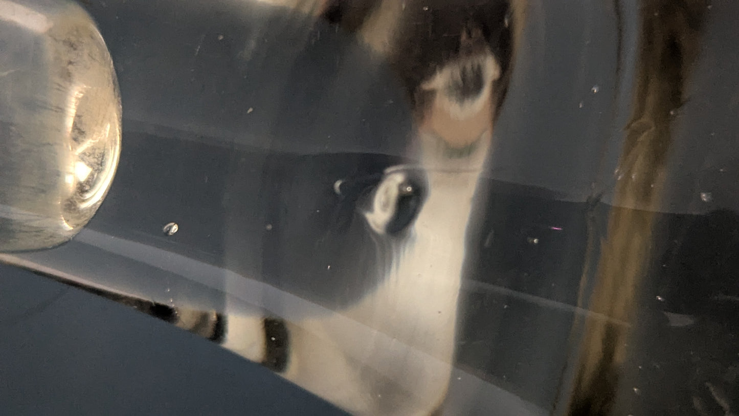 Humppila Kalla 355 Maljakko (1963, Mikko Helander)