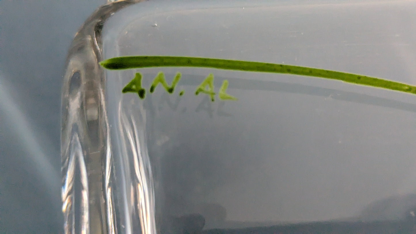 Orrefors - Crocus Maljakko (Signeerattu, Anne Nilsson / Arne Lindblom)