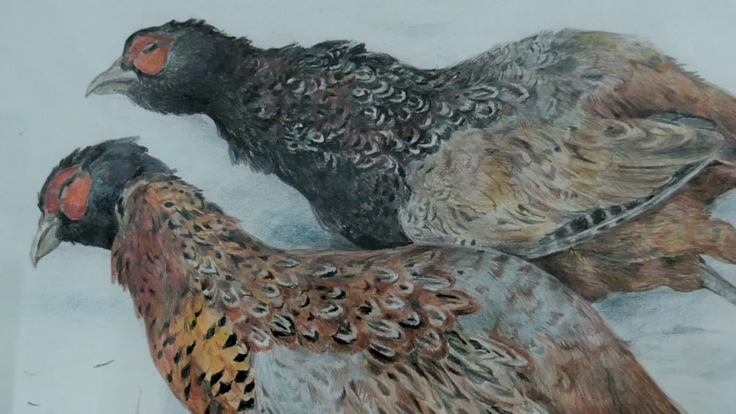 Fasaani Uros ja Naaras (Signeerattu Sekatekniikka 1996)