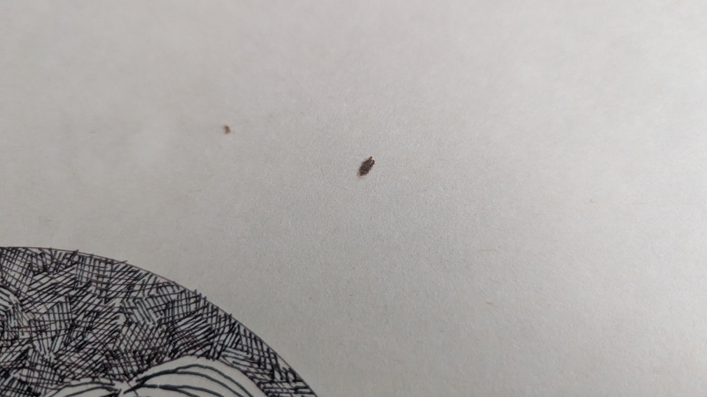 Pertti Kolehmainen - Kadehtivat (Signeerattu Tussityö 1976)