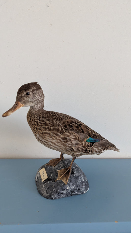 Täytetty Tavi Naaras (1967, Pentti Alaja)