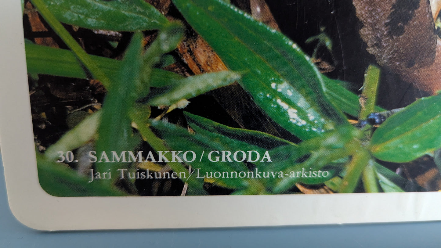 Opetustaulu - Kyykäärme, Sammakko ja Sisilisko (Caspro Ky)