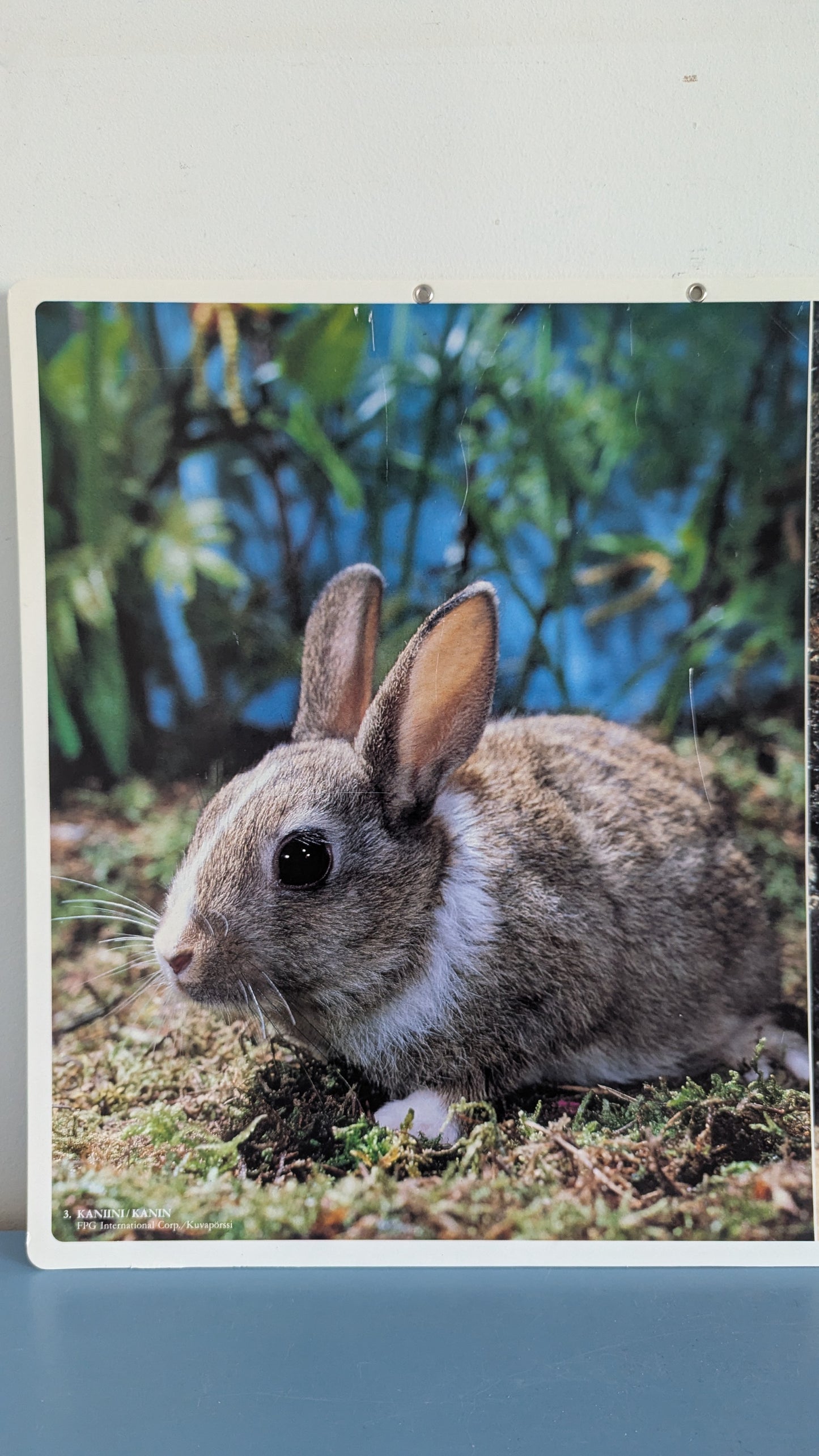 Opetustaulu - Kaniini ja Hamsteri (Caspro Ky)