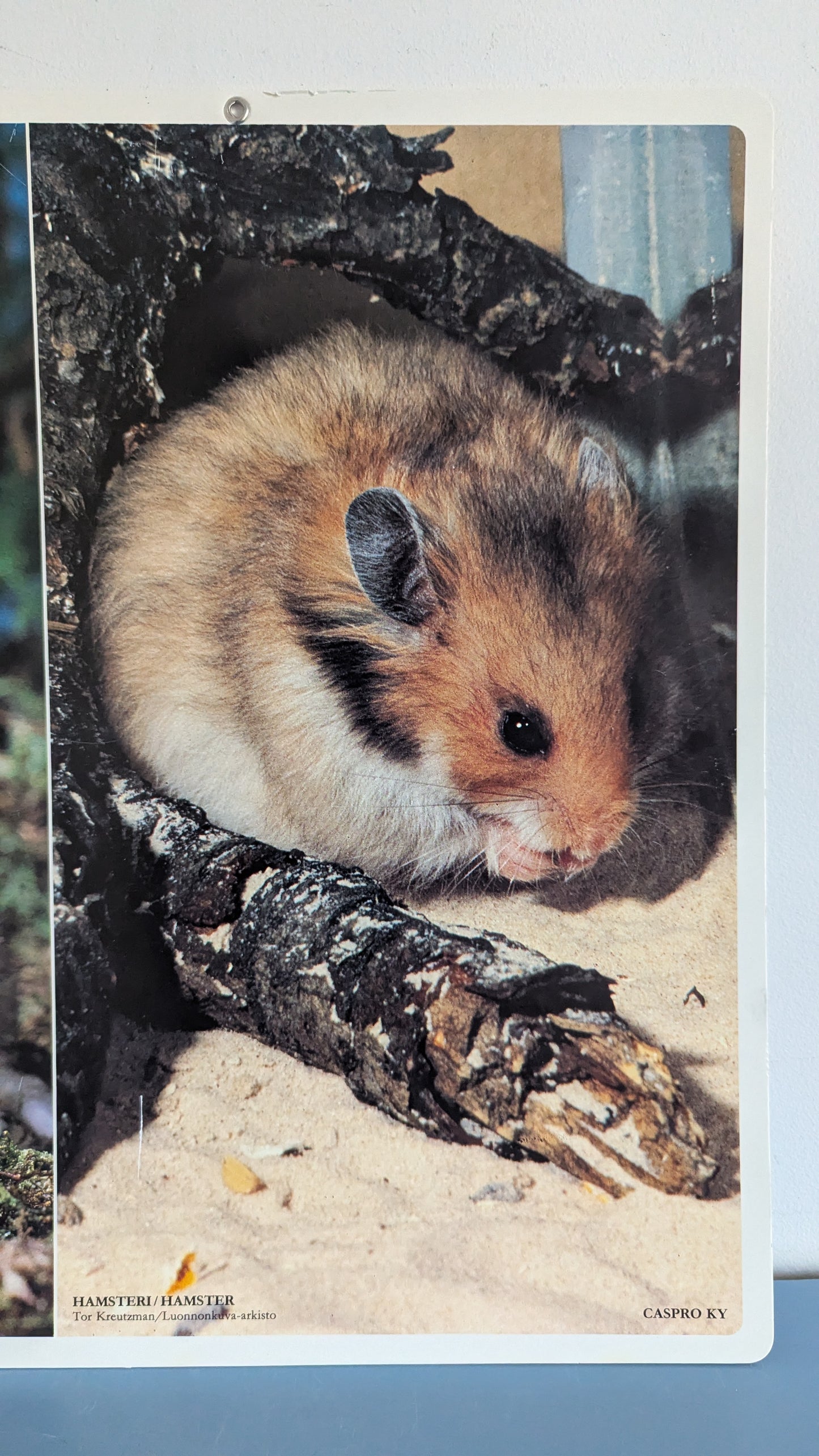 Opetustaulu - Kaniini ja Hamsteri (Caspro Ky)