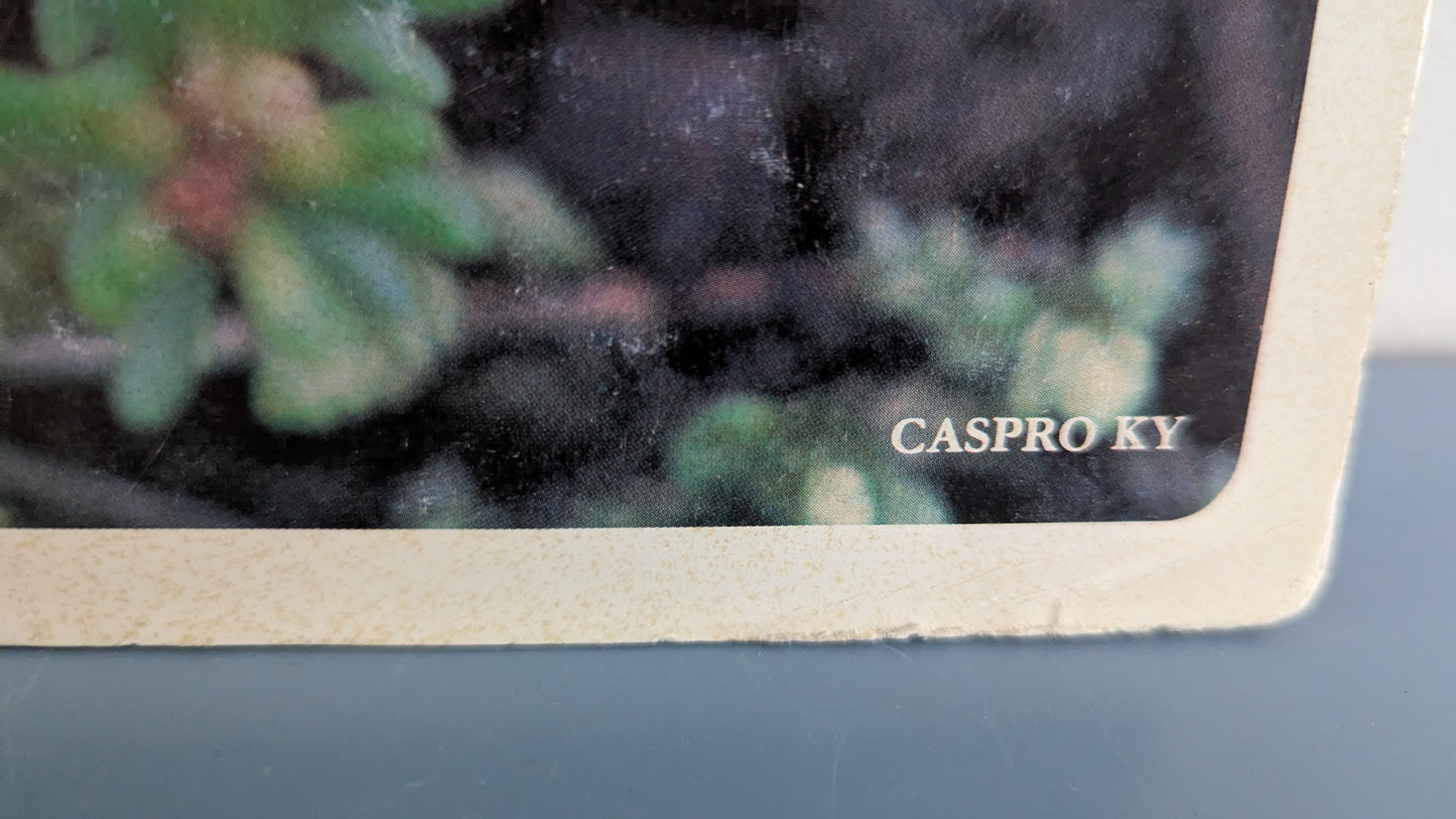 Opetustaulu Keräilytuotteita - Ahomansikka ja Variksenmarja (Caspro Ky)