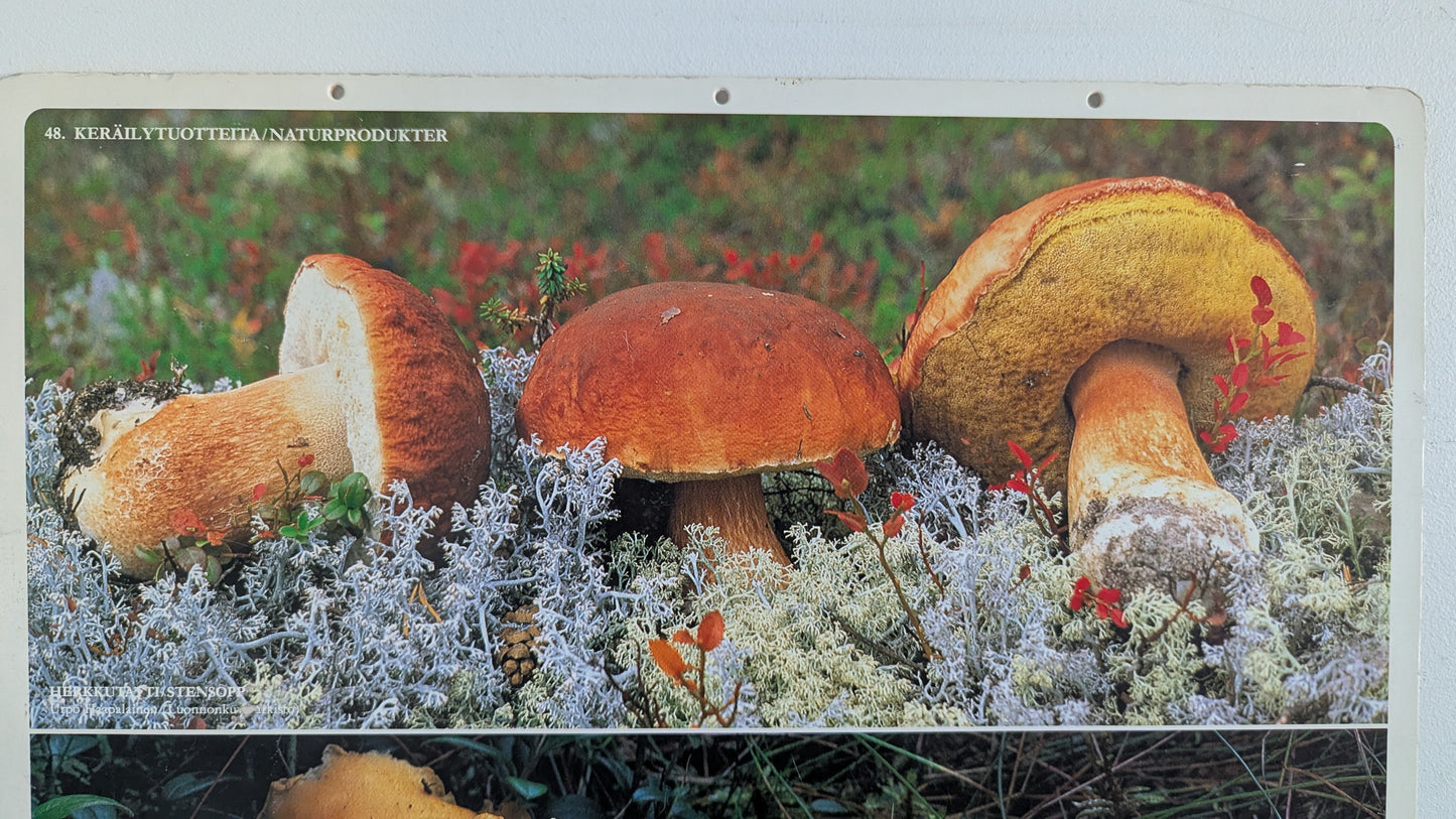 Opetustaulu Keräilytuotteita - Herkkutatti, Keltavahvero ja Karvarousku