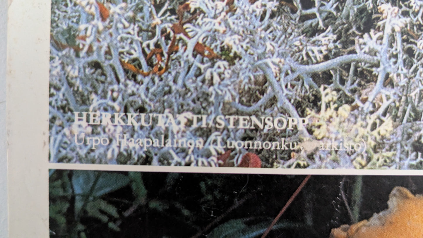 Opetustaulu Keräilytuotteita - Herkkutatti, Keltavahvero ja Karvarousku