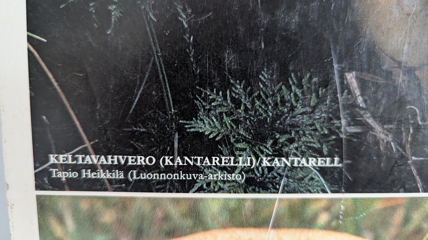 Opetustaulu Keräilytuotteita - Herkkutatti, Keltavahvero ja Karvarousku