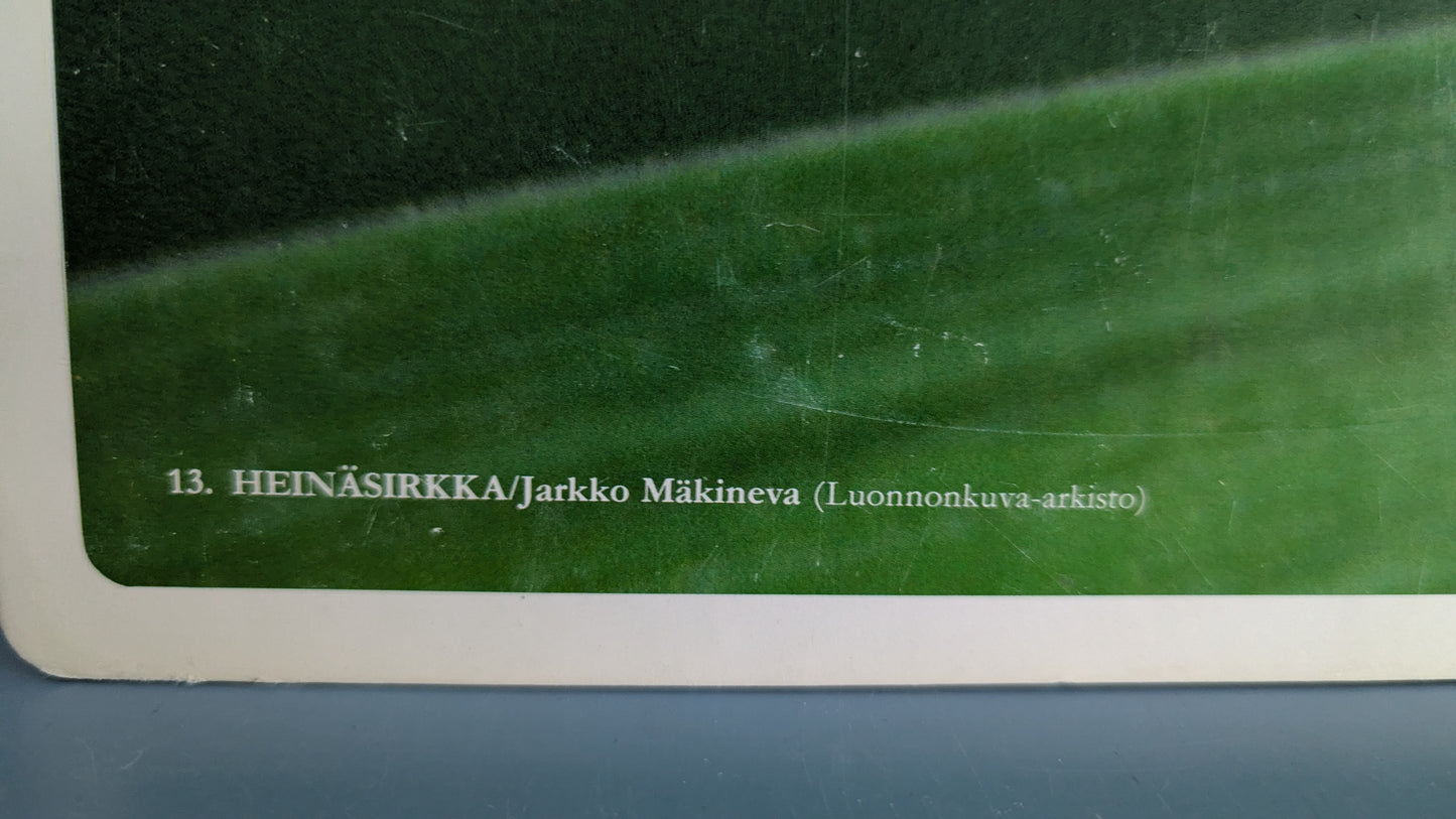 Opetustaulu - Heinäsirkka (Jarkko Mäkineva)