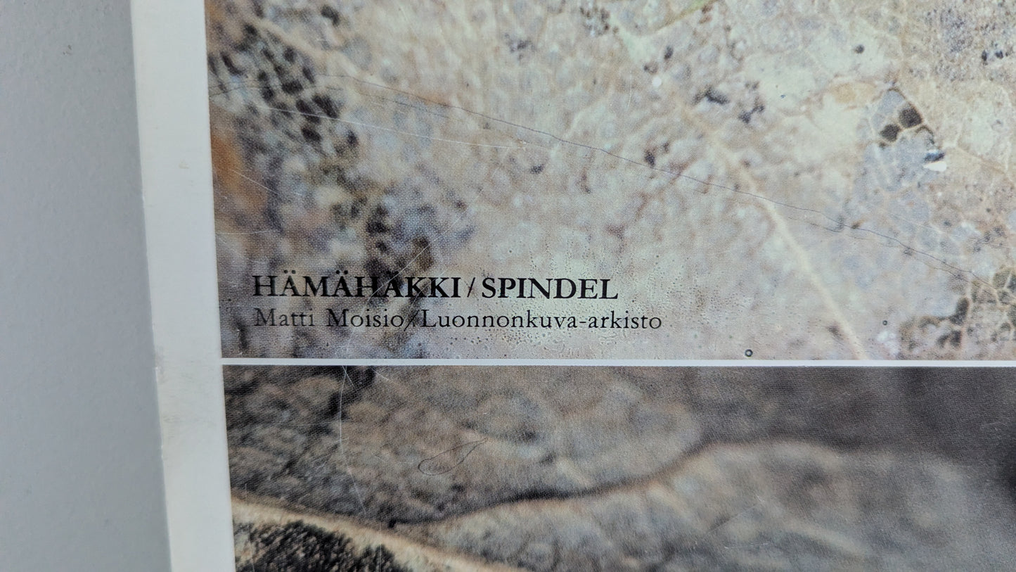 Opetustaulu - Hämähäkki ja Muurahainen (Caspro Ky)