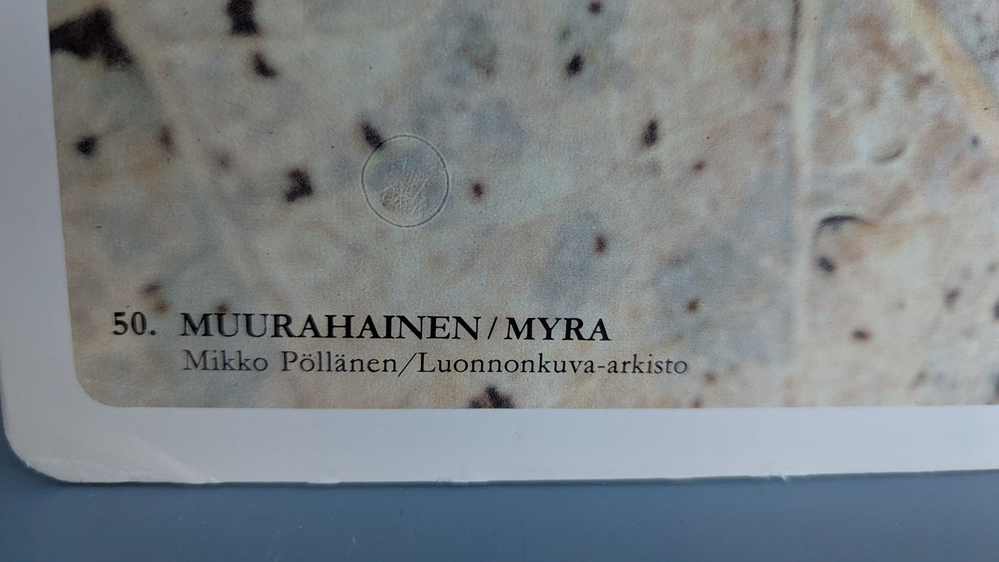 Opetustaulu - Hämähäkki ja Muurahainen (Caspro Ky)