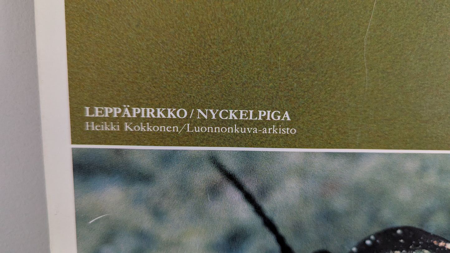 Opetustaulu - Leppäpirkko, Maakiitäjä ja Sittiäinen (Caspro Ky)