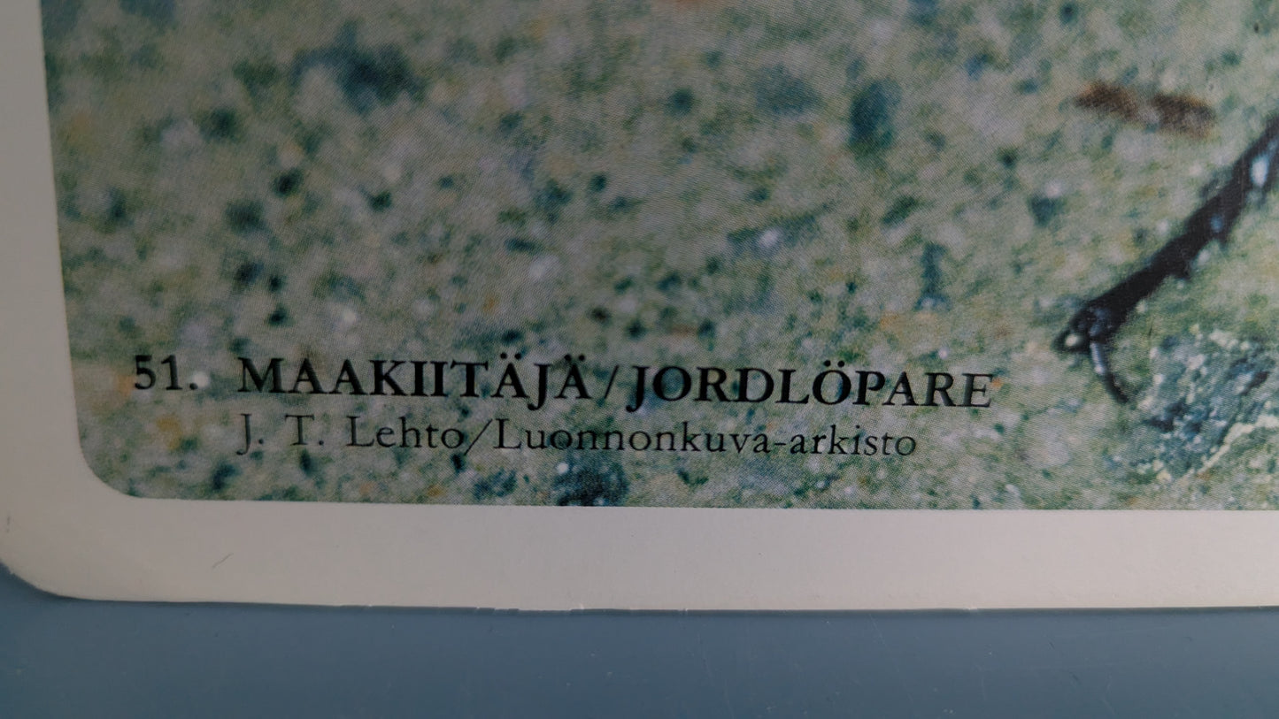 Opetustaulu - Leppäpirkko, Maakiitäjä ja Sittiäinen (Caspro Ky)