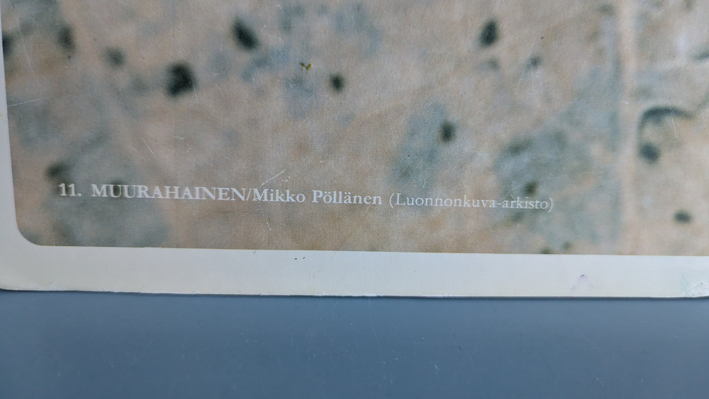 Opetustaulu - Muurahainen (Mikko Pöllänen)