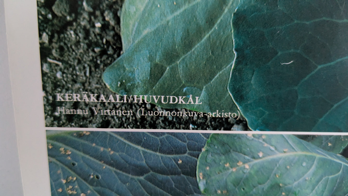 Opetustaulu Puutarha - Keräkaali ja Kukkakaali (Caspro Ky)