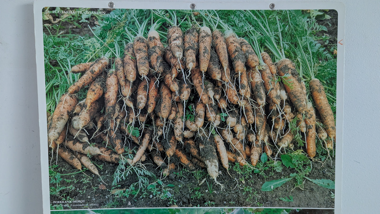 Opetustaulu Puutarha - Porkkana ja Punajuuri (Caspro Ky)