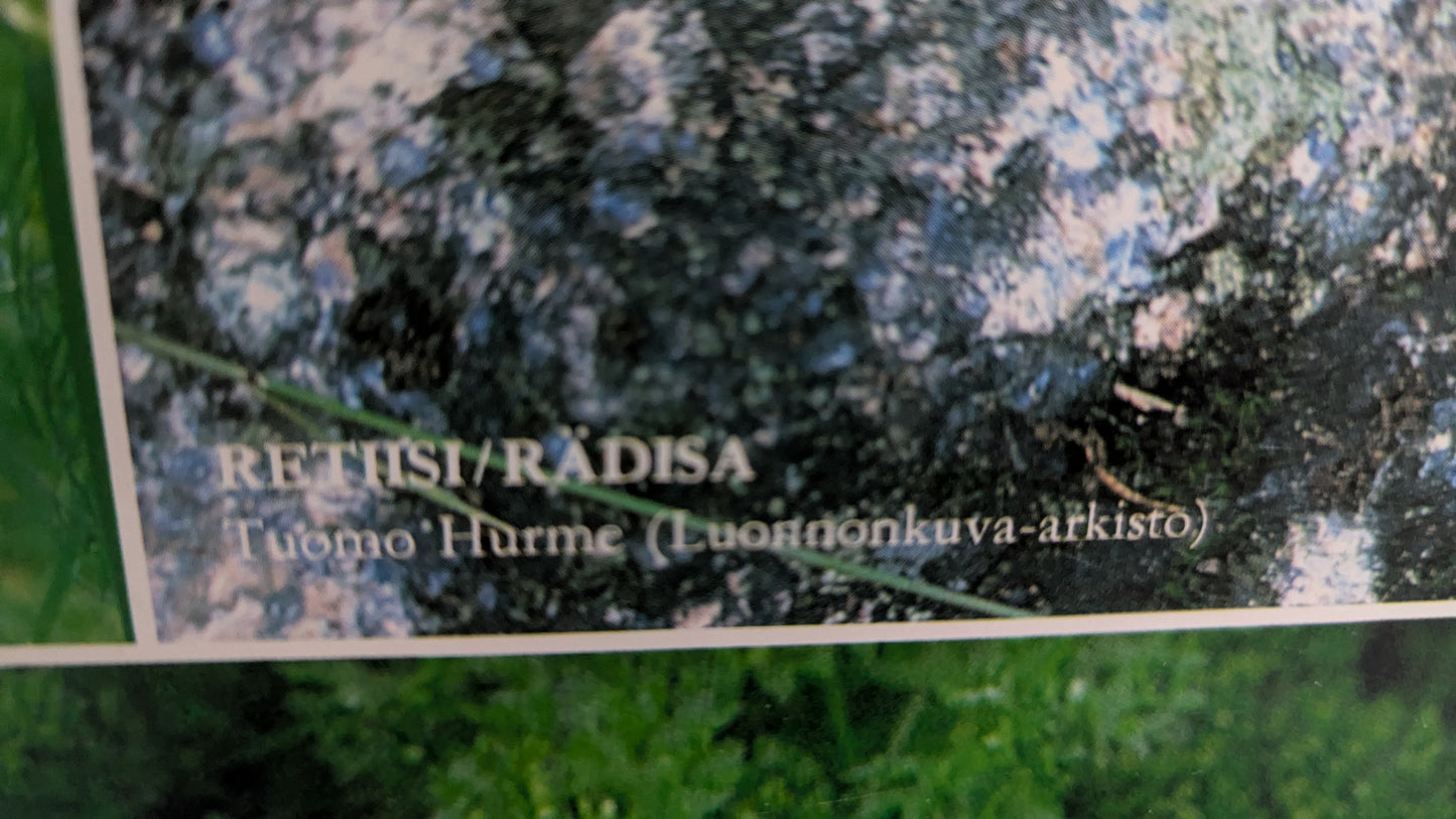 Opetustaulu Puutarha - Tilli, Retiisi ja Persilja (Caspro Ky)