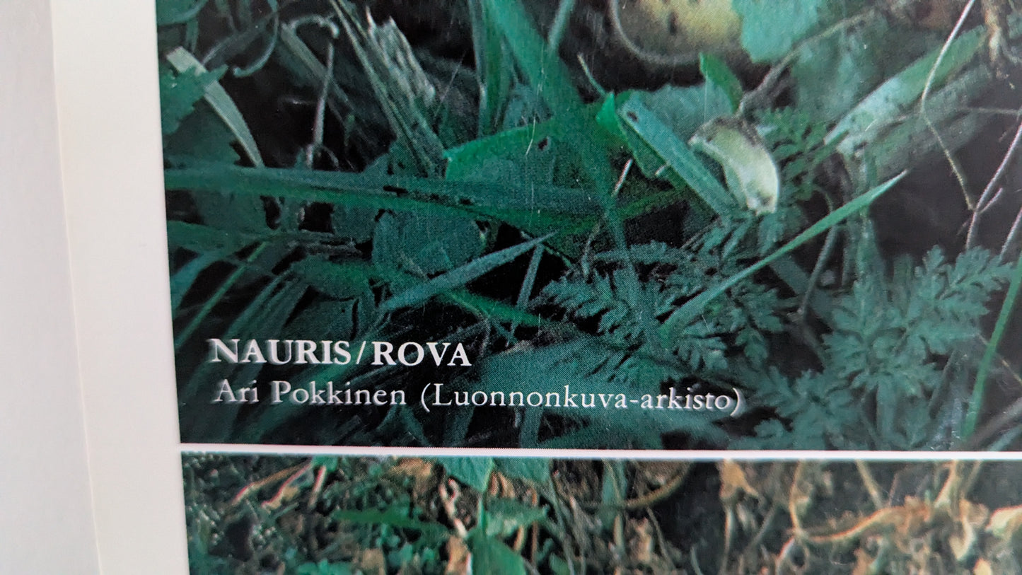 Opetustaulu Puutarha - Nauris ja Lanttu (Caspro Ky)