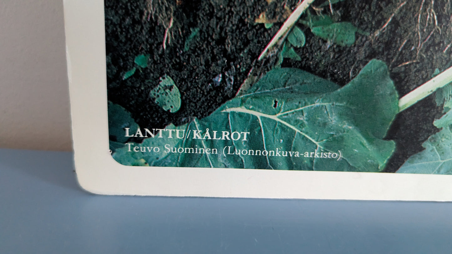 Opetustaulu Puutarha - Nauris ja Lanttu (Caspro Ky)