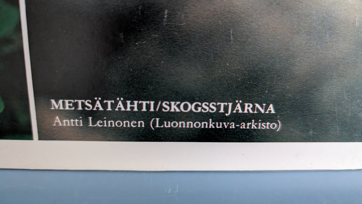 Opetustaulu Metsä - Oravanmarja ja Metsätähti (Caspro Ky)