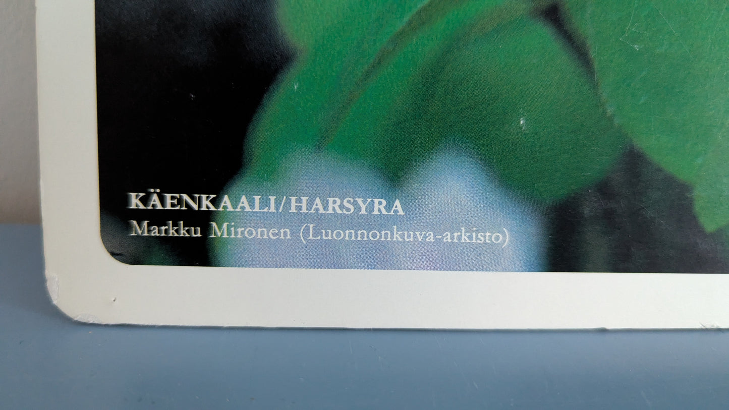 Opetustaulu Metsä - Käenkaali (Caspro Ky)