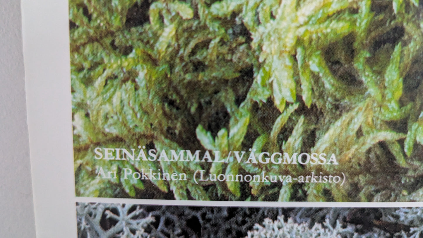 Opetustaulu Metsä - Seinäsammal, Kerrossammal, Kynsisammal ja Palleroporonjäkälä