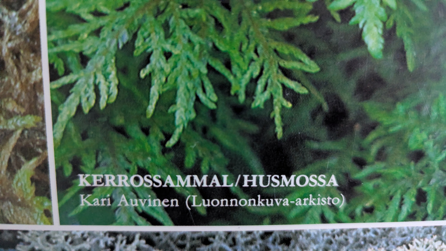 Opetustaulu Metsä - Seinäsammal, Kerrossammal, Kynsisammal ja Palleroporonjäkälä