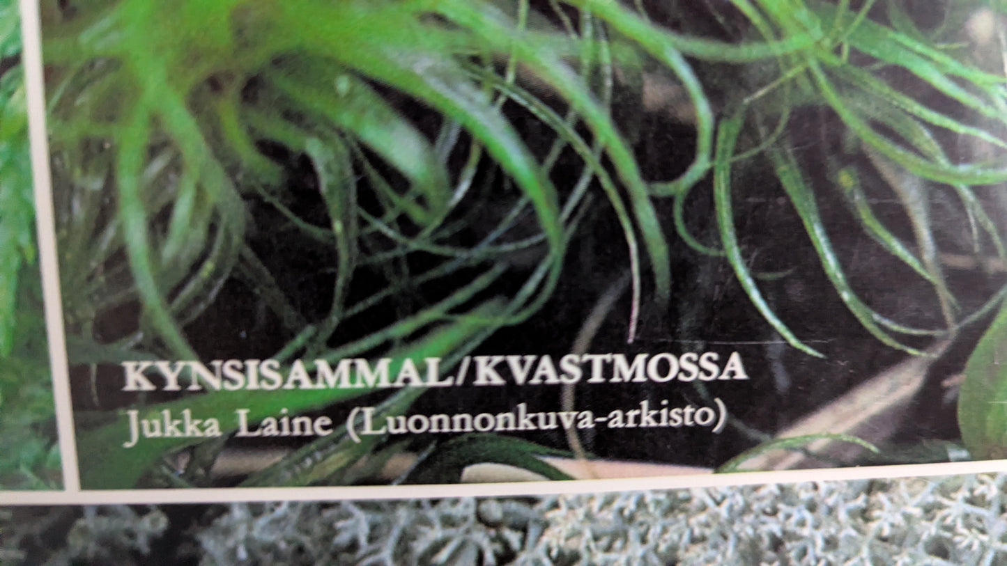 Opetustaulu Metsä - Seinäsammal, Kerrossammal, Kynsisammal ja Palleroporonjäkälä