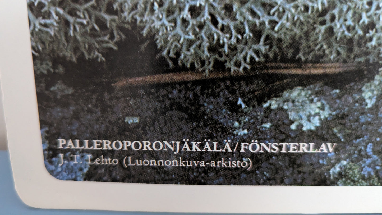 Opetustaulu Metsä - Seinäsammal, Kerrossammal, Kynsisammal ja Palleroporonjäkälä
