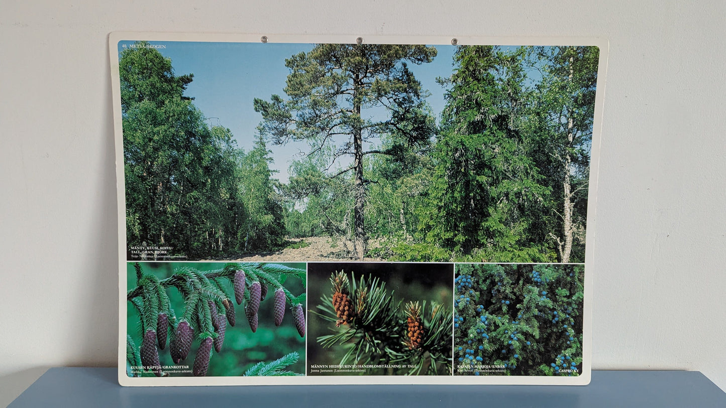 Opetustaulu Metsä - Mänty, Kuusi, Koivu jne (Caspro Ky)