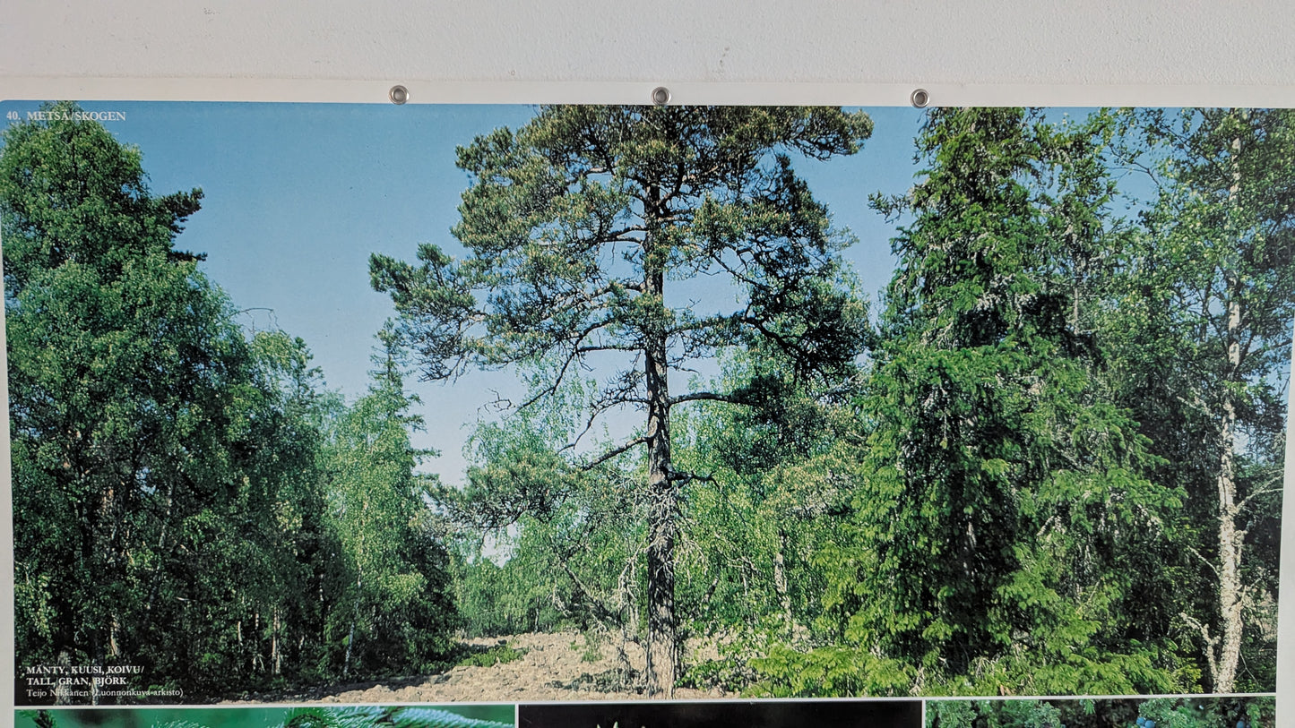 Opetustaulu Metsä - Mänty, Kuusi, Koivu jne (Caspro Ky)