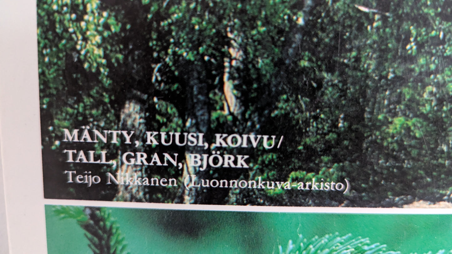 Opetustaulu Metsä - Mänty, Kuusi, Koivu jne (Caspro Ky)