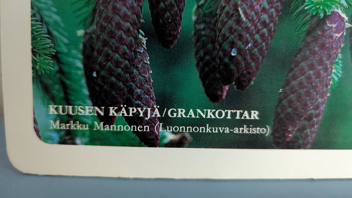 Opetustaulu Metsä - Mänty, Kuusi, Koivu jne (Caspro Ky)
