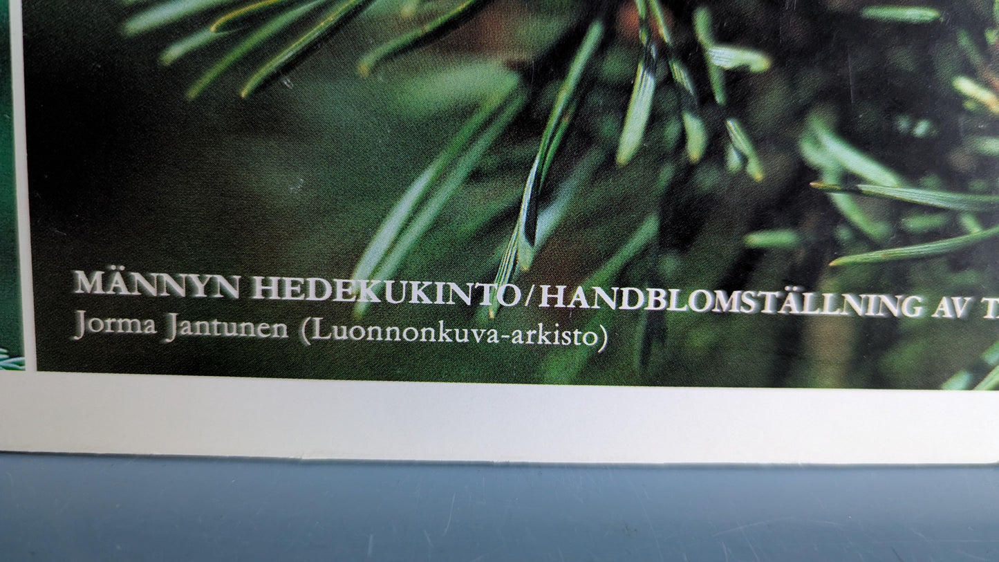 Opetustaulu Metsä - Mänty, Kuusi, Koivu jne (Caspro Ky)