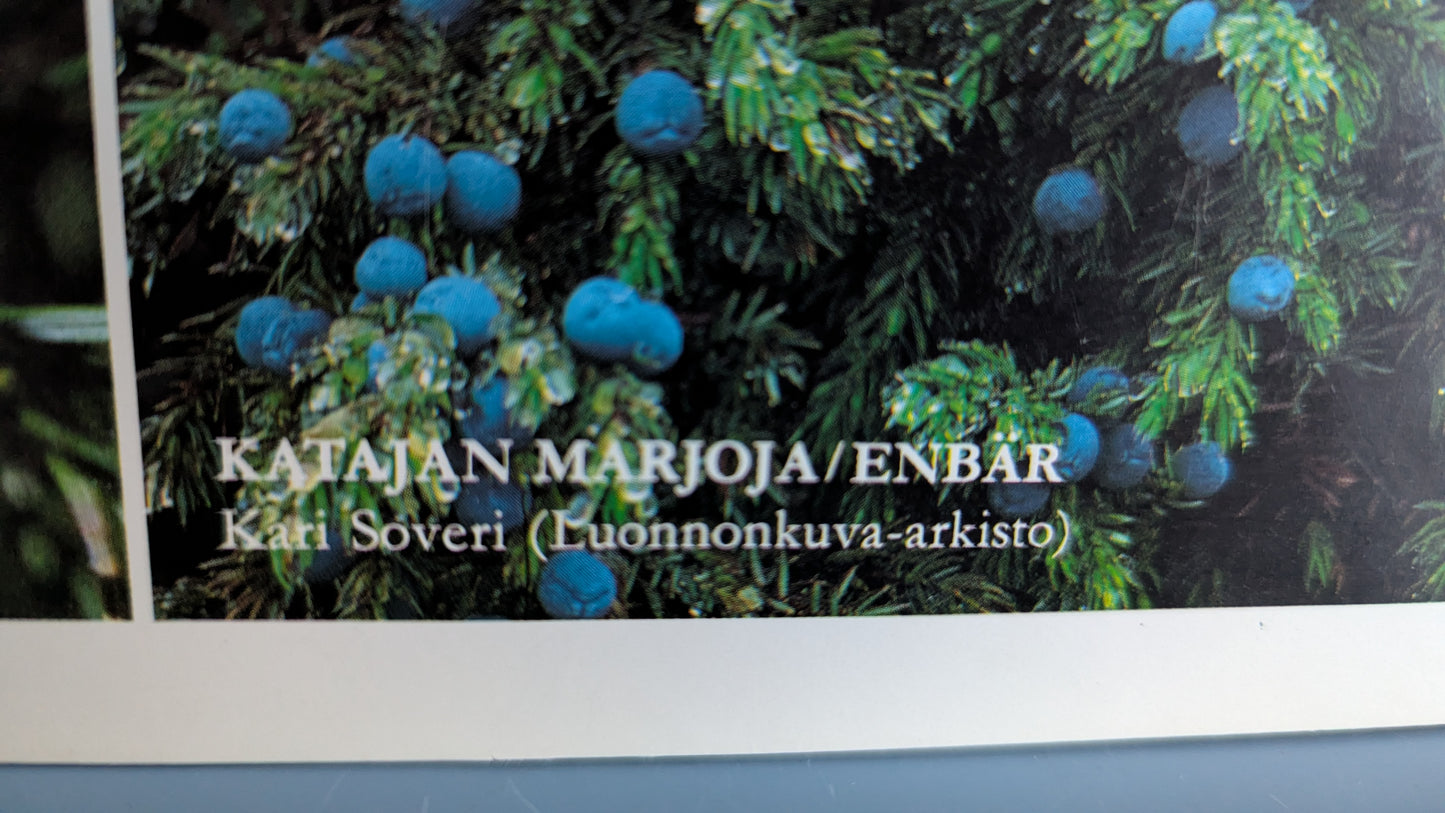 Opetustaulu Metsä - Mänty, Kuusi, Koivu jne (Caspro Ky)