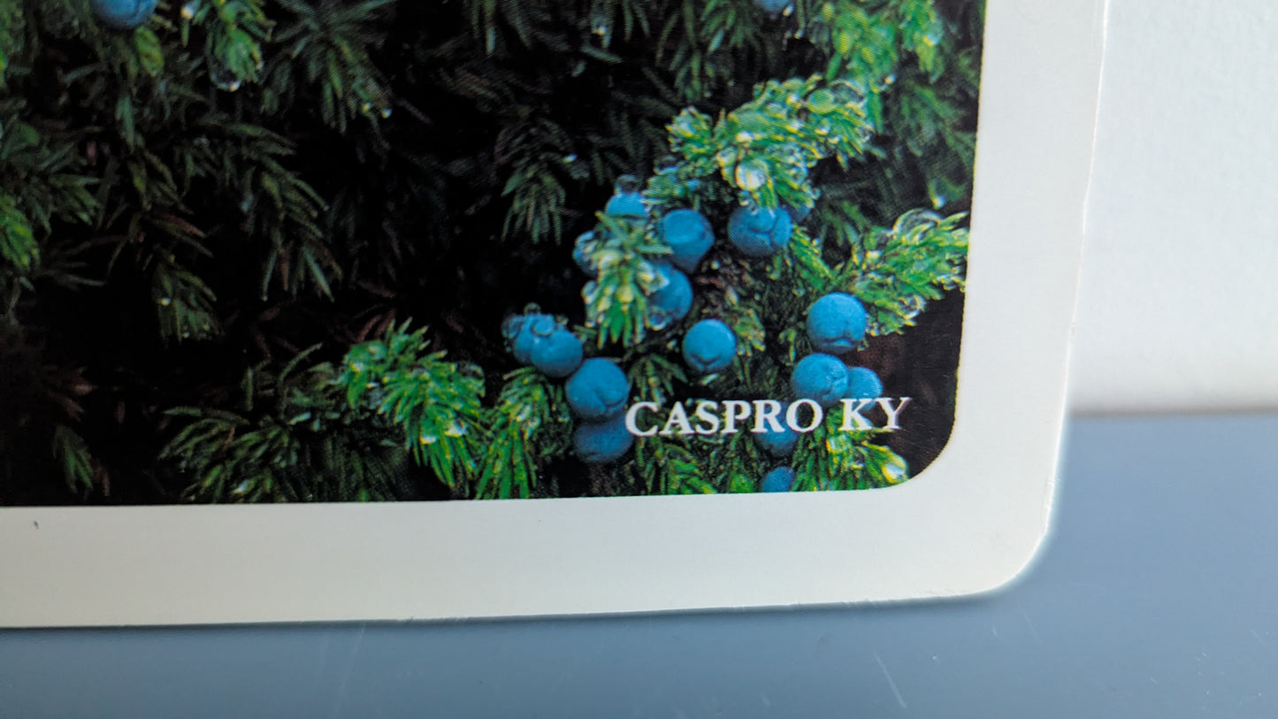 Opetustaulu Metsä - Mänty, Kuusi, Koivu jne (Caspro Ky)