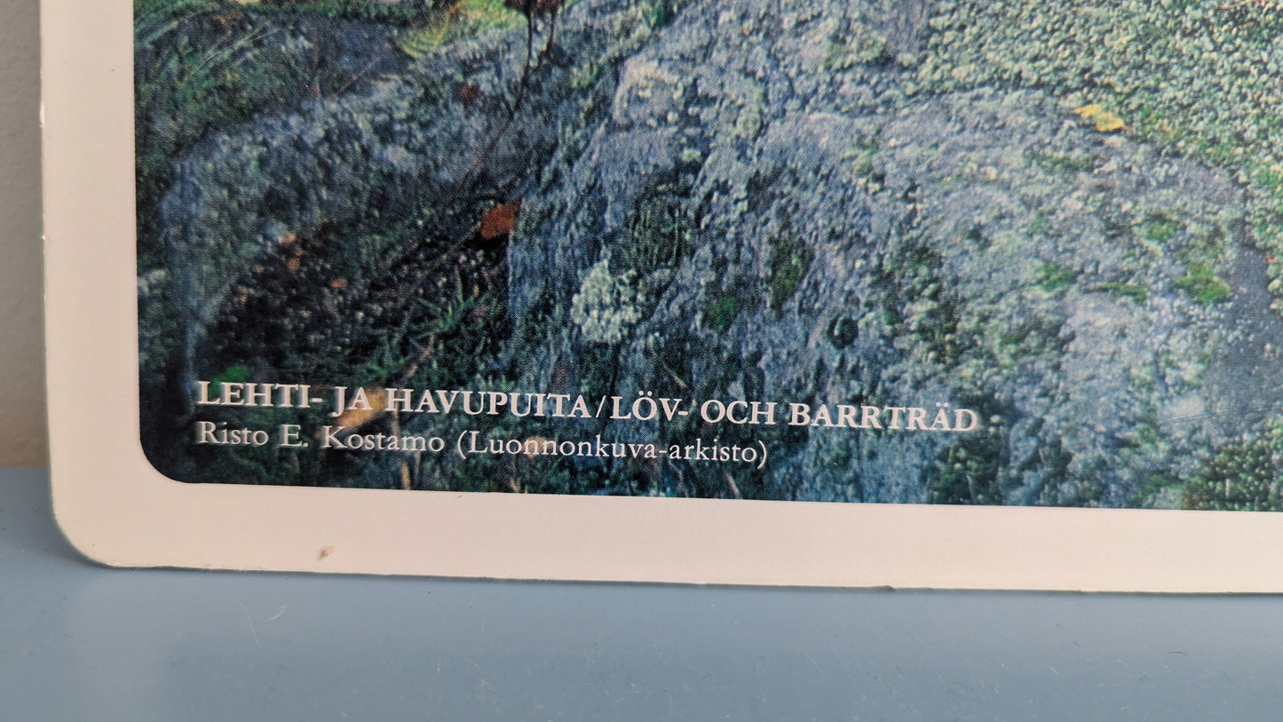 Opetustaulu Syksy - Lehti ja Havupuita (Caspro Ky)