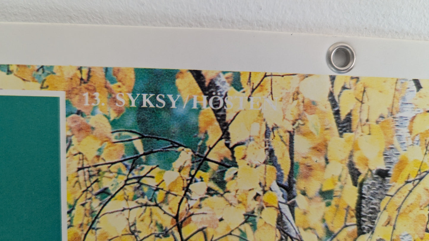 Opetustaulu Syksy - Koivu, Silmu, Kukinto ja Lehdet (Caspro Ky)