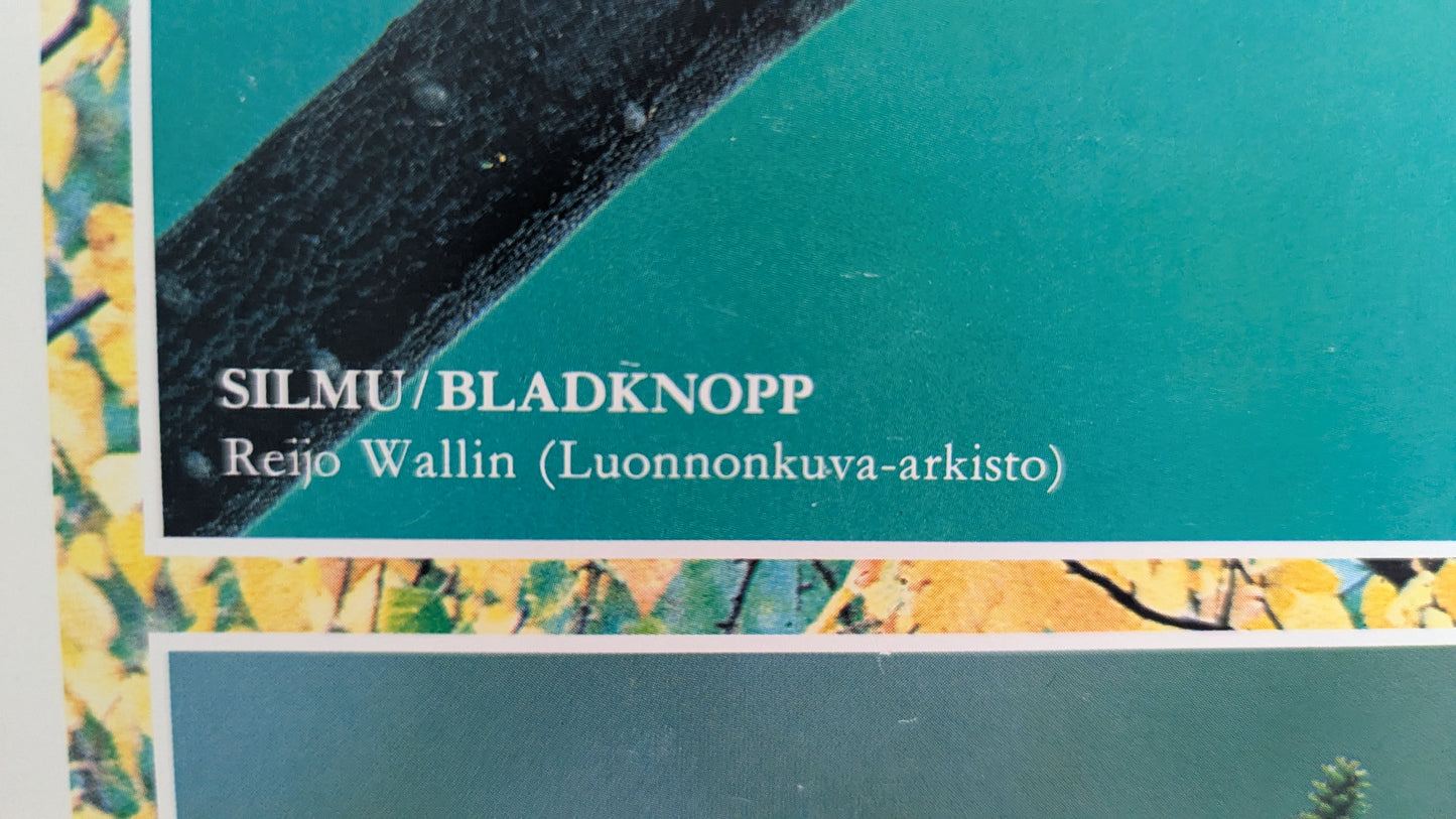 Opetustaulu Syksy - Koivu, Silmu, Kukinto ja Lehdet (Caspro Ky)