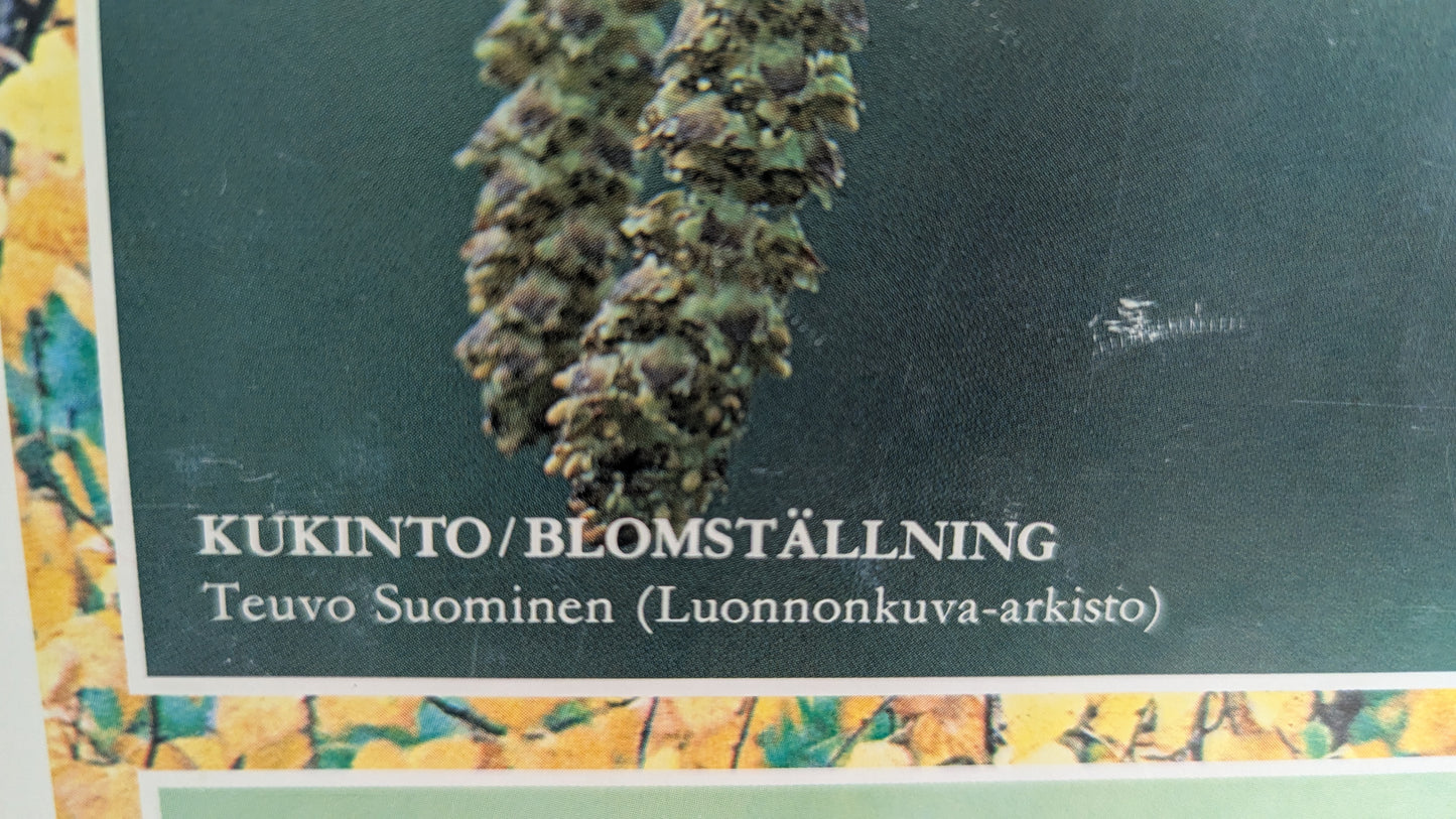 Opetustaulu Syksy - Koivu, Silmu, Kukinto ja Lehdet (Caspro Ky)