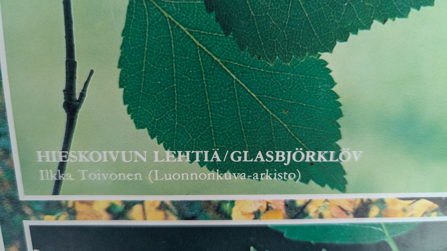 Opetustaulu Syksy - Koivu, Silmu, Kukinto ja Lehdet (Caspro Ky)
