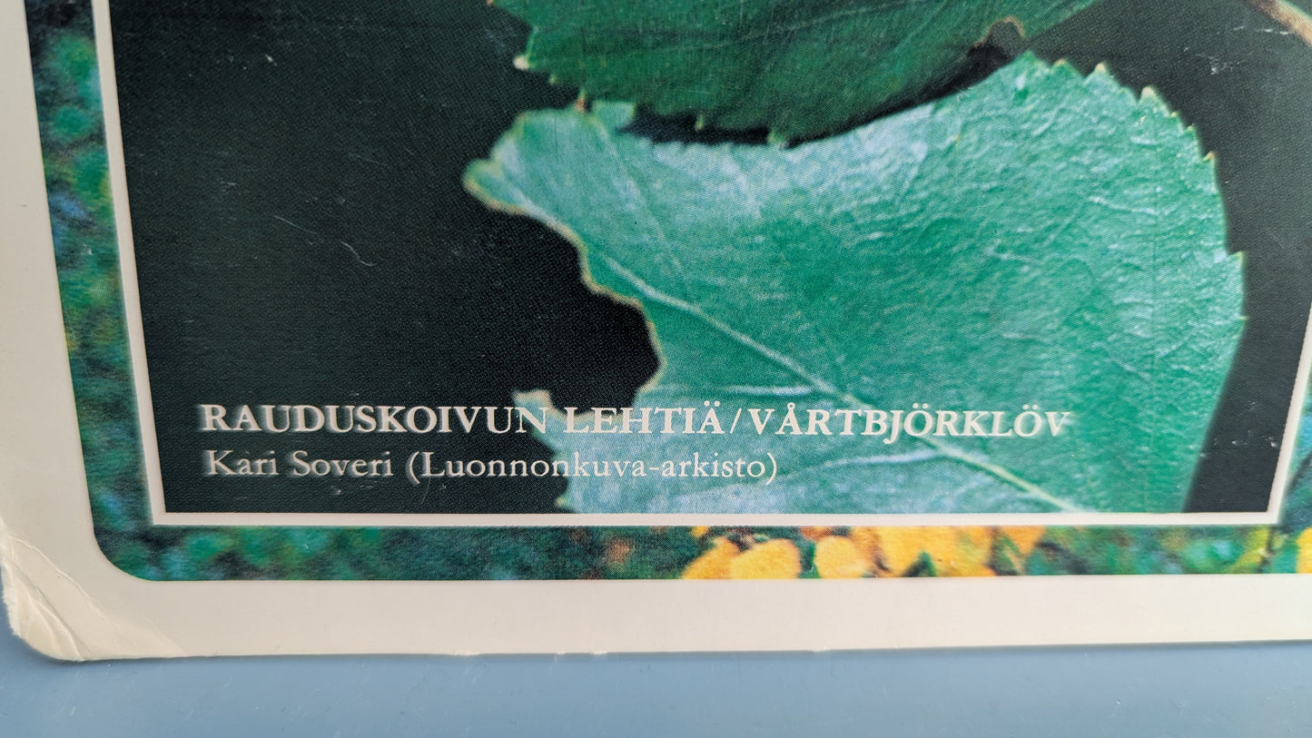 Opetustaulu Syksy - Koivu, Silmu, Kukinto ja Lehdet (Caspro Ky)