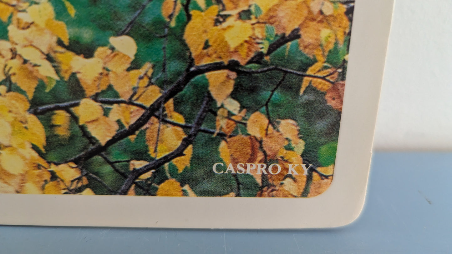 Opetustaulu Syksy - Koivu, Silmu, Kukinto ja Lehdet (Caspro Ky)