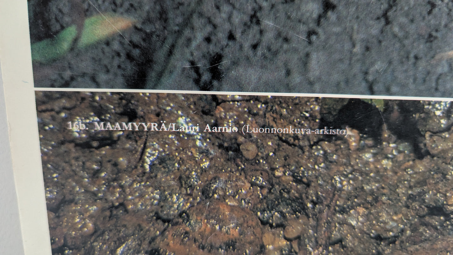 Opetustaulu - Maamyyrä