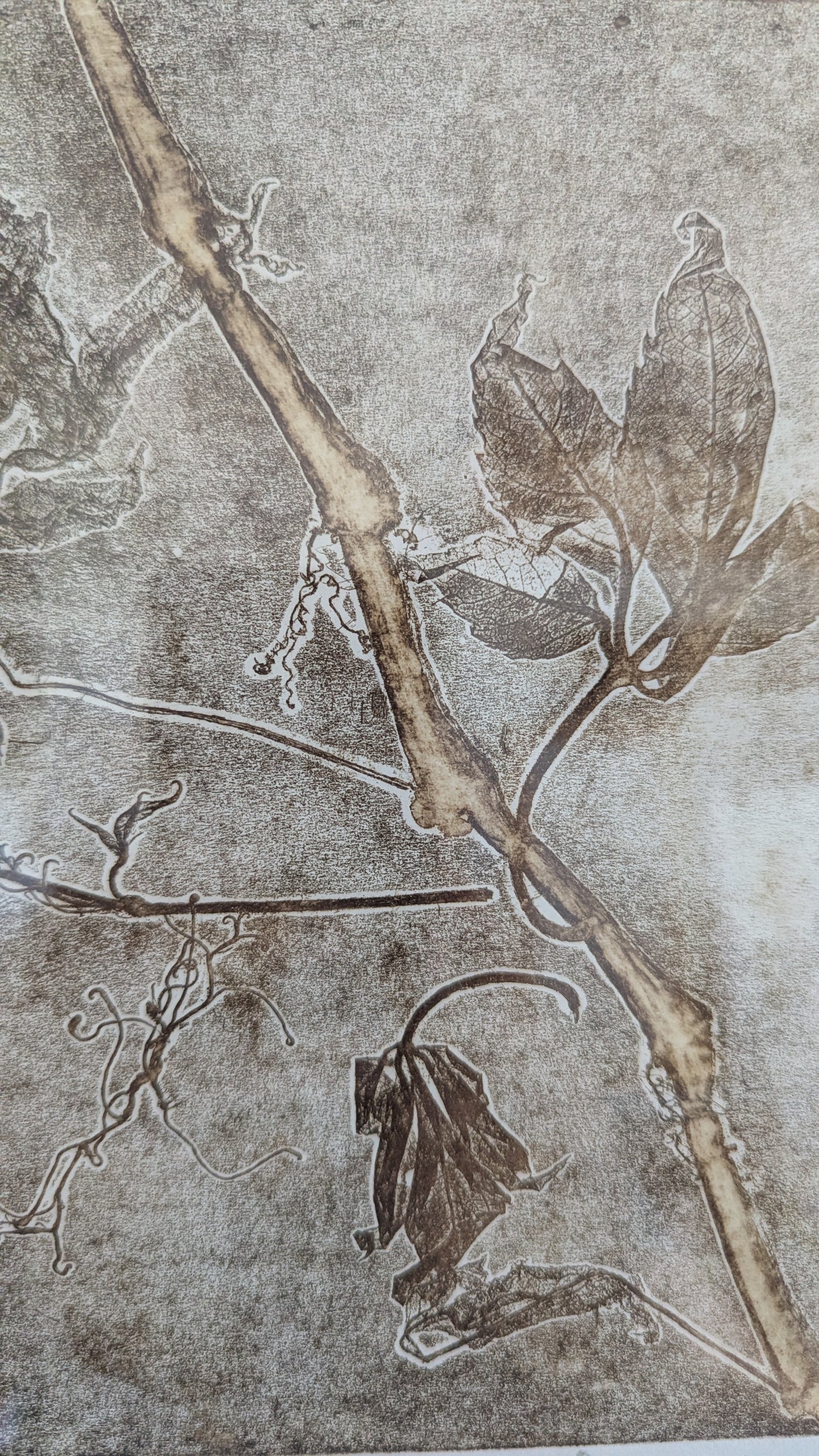Signeerattu Monotypia
