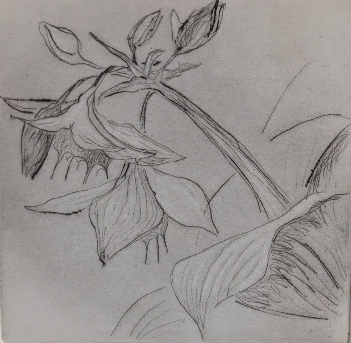 Elina Salo - Signeerattu Grafiikka (1976)